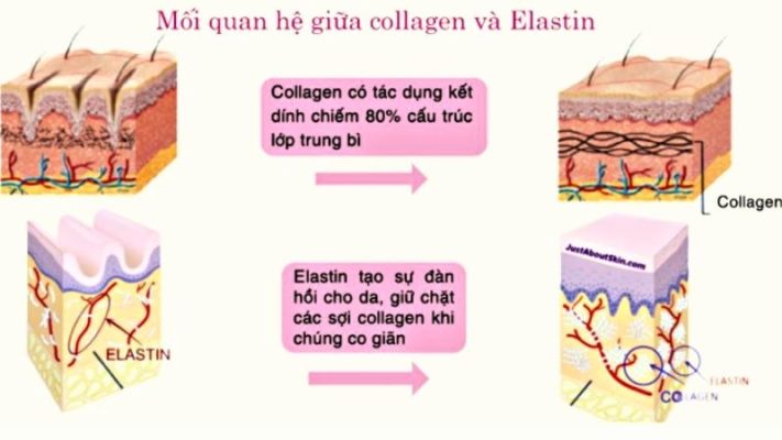 elastin và collagen giống hay khác nhau